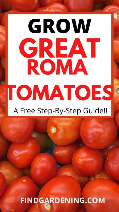 mature roma|How To Grow Roma Tomatoes